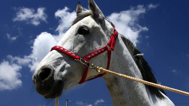 ソダシ 競走馬 かわいい白毛馬なのにg1制覇 母のブチコも強かった 追記あり Sports News Delivery