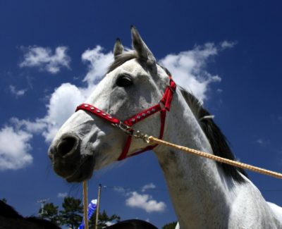 ソダシ 競走馬 かわいい白毛馬なのにg1制覇 母のブチコも強かった 追記あり Sports News Delivery